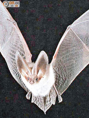 中華菊頭蝠被發現體內有一種與沙士極相似的病毒。（資料圖片）