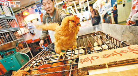 受H7N9疫情影響，本港雞檔銷情慘淡。