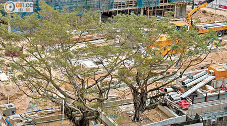 被移植的兩棵細葉榕樹冠稀疏，團體批評是市建局一手造成。（長春社提供）