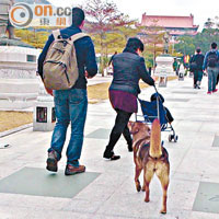 狗隻於昂坪廣場每遇見途人提着小食即會湊近，對遊人造成滋擾。