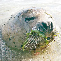 山東<br>煙台市海豹灣出現大面積結冰，飼養人員為斑海豹投放食物。（互聯網圖片）