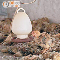 廣州蘿崗一間雞場大量雞隻暴斃，活雞亦要銷毀。