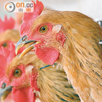 本地農場囤積超過六十萬隻每隻重四至五斤的活雞，預計推售初期會有困難。