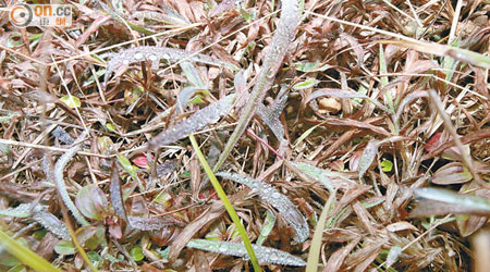 樹葉上鋪上一層薄薄霜雪。（梁少恒攝）