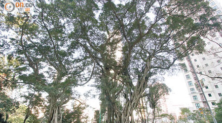 兩棵屹立堅道的百年老榕樹因染褐根病後乏護理而危在旦夕。