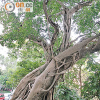 樹身傾側<br>堅道榕樹（LCSD/CW/32）患褐根病致樹身向外傾側，學者擔心十年內有倒塌危險。