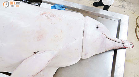 中華白海豚Ringo被發現時屍身已經中度腐爛。