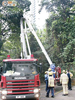 食環署人員乘消防升降台移除黑蜂蜂巢。（林少兒攝）