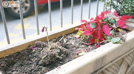 花盆內大量植物已告枯萎，並布滿垃圾及煙蒂。