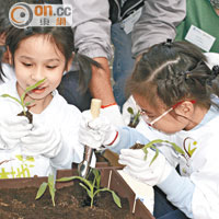小學生變身有機農夫學種植有機蔬菜。