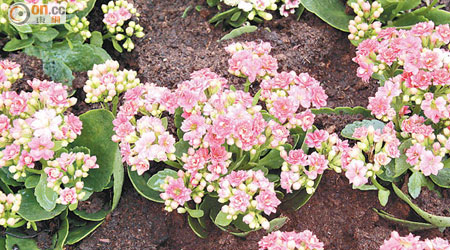 今年花展主題花「家樂花」。