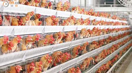 新界雞場積壓超齡雞達廿七萬隻。