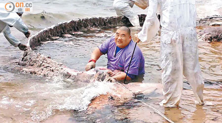 城大專家小組過去三日一直在水中解剖鯨屍。（何耀其攝）