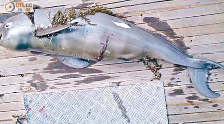 江豚的屍體腹部有傷痕。（香港海洋公園保育基金「鯨豚擱淺行動組」提供）