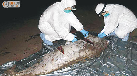 一條雄性江豚於本月二日被發現在清水灣小棕林的沙灘擱淺。
