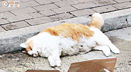 長毛貓倒臥路邊，奄奄一息。 （林少兒攝）