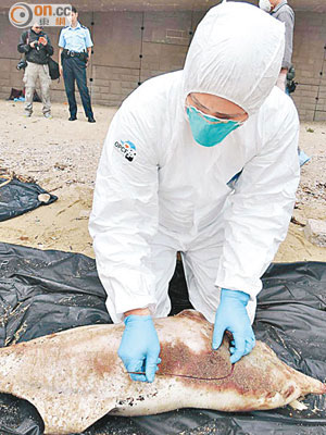 專家檢查中華白海豚屍體。 （鯨豚擱淺行動組提供圖片）