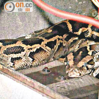 有兩棲類專家指，該蟒蛇眼現白膜，是脫皮的一種徵兆。
