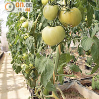 番茄等農作物較易種植，可助精神病康復者建立自信。