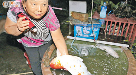 女村民飼養多年的錦鯉疑被奶白色的水毒死。（高潤榮攝）