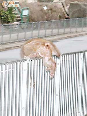 猴子負傷跳上鐵欄逃走。（高潤榮攝）