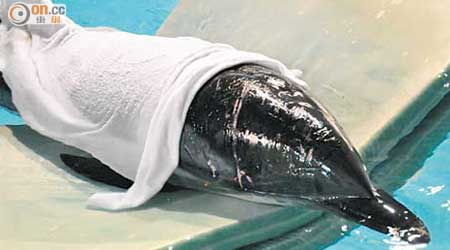 擱淺的海豚需使用浮蓆助浮水面及用濕毛巾保持身體濕潤。（海洋公園提供）