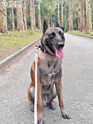 警方發出失蹤警犬Dax 2照片，呼籲市民助尋。