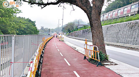 大埔公路大窩段近年興建單車徑，有樟樹四周被發現鋪滿石屎。