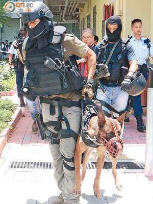 飛虎犬需接受各種訓練，包括參與槍戰演習。（資料圖片）
