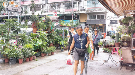 大埔陸鄉里有花店將植物置於行人路，放於層架上的盆栽比成人更高。