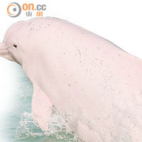 環評報告承認第三跑道會令白海豚難棲息。