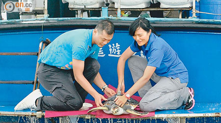 四隻瀕危海龜在本港東南面水域放生，重回大海生活。