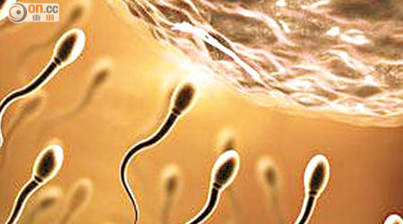 研究指壓力或影響精子質素及受孕能力。