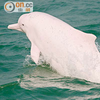 興建第三跑道會影響中華白海豚的生態環境。（資料圖片）