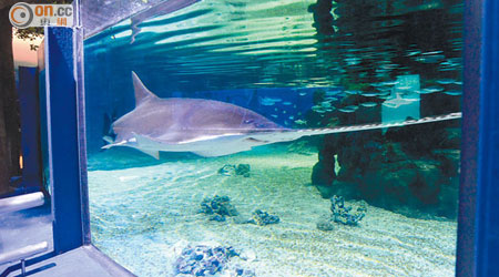 新鯊魚館展出一百五十條鯊魚和鯆魚，包括極度瀕危的鋸魚。