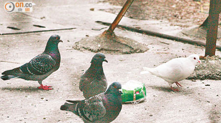 輕鐵藍地站一帶經常有人餵飼雀鳥，吸引不少雀鳥聚集。（資料圖片）