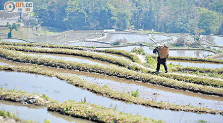 現時雲南亦有農民種植瑪卡。