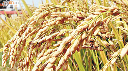 倘稻米在種植中受污染或含殘餘砒霜，製成米漿飲用恐有損健康。