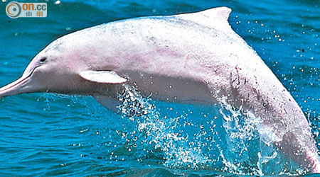 環諮會委員質疑中華白海豚數目減或與大橋附近水質超標有關。