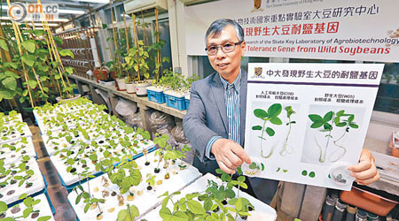 林漢明冀發現大豆的耐鹽基因，可解決全球農耕地鹽漬化的問題。（潘思維攝）