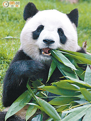 大熊貓「心心」死於原發性腎衰竭繼發出血性胃腸炎。（資料圖片）