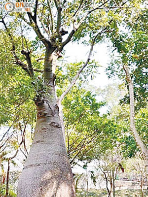 被移除的昆士蘭瓶子樹，位於香港公園近奧林匹克廣場入口。