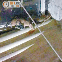 記者曾於凌晨時分發現有老鼠從涉事單位竄出。
