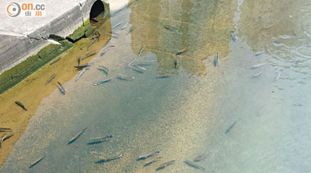 城門河近日湧現大量生魚，有議員擔心會引來市民垂釣或捕捉食用。