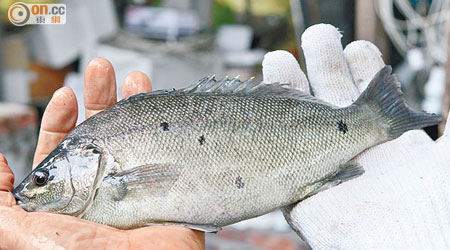 寶石魚○二年由澳洲引入，但一直未能在本港普及。