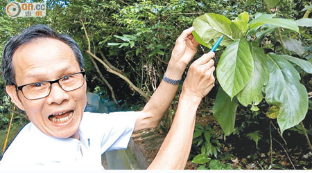 葉彥修指吹棉介殼蟲危害樹木健康，建議部門盡快滅蟲。