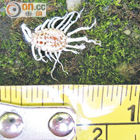 介殼蟲約長十五毫米。