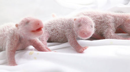 3胞胎<br>存活了十五天的三胞胎大熊貓寶寶，正茁壯成長。（中新社圖片）