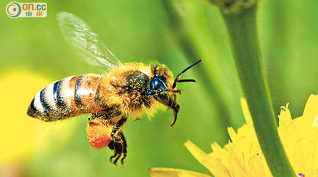 美國科學家成功利用蜜蜂體內毒液殺滅乳癌及皮膚癌細胞。
