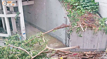 塌下的橡樹打橫攔住大廈車路出入口及半邊馬路。（網民Tak Leung攝）
